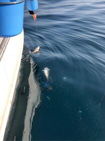 天気は凪で釣り日和！