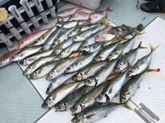 条件悪いなか良く釣れました。